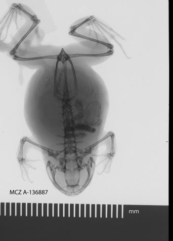 Media type: image;   Herpetology A-136887